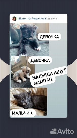 Котята в добрые руки