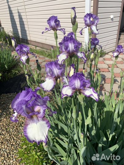 Ирис бородатый