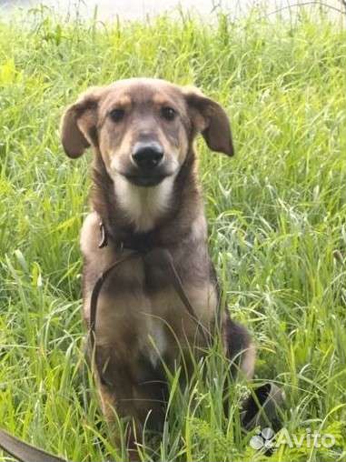 Щенок в добрые руки бесплатно