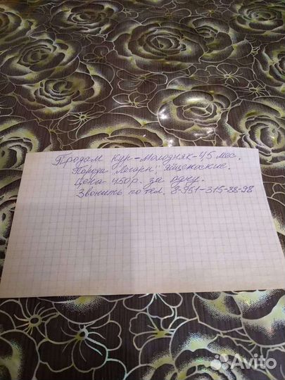 Куры молодки