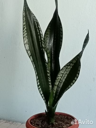 Сансевьерии сортовые