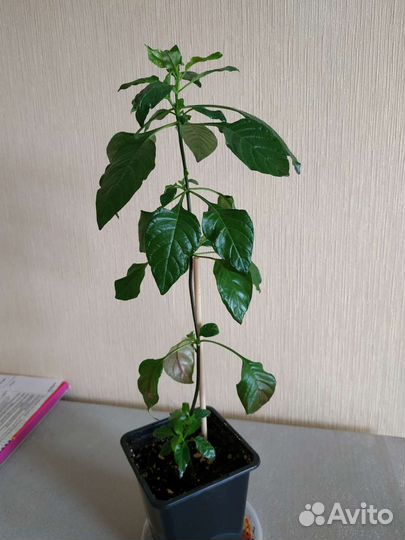 Кроссандра