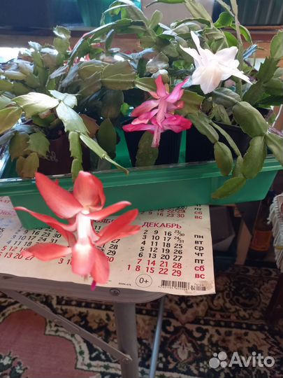 Сортовые декабристы