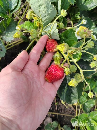 Клубника ремонтантная
