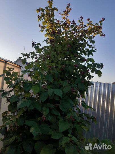 Саженцы черной и желтой малины, вишни и ежевики