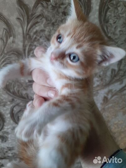 Котик в добрые руки