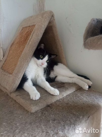 Кот в дар