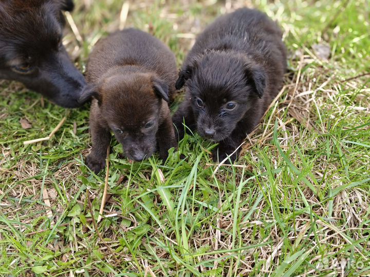 Щенки таксы