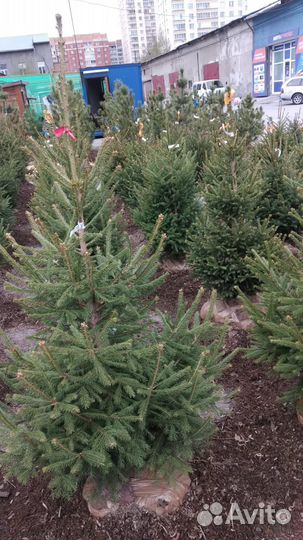 Ель сибирская от 1м