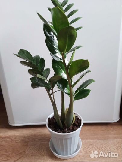 Комнатные цветы