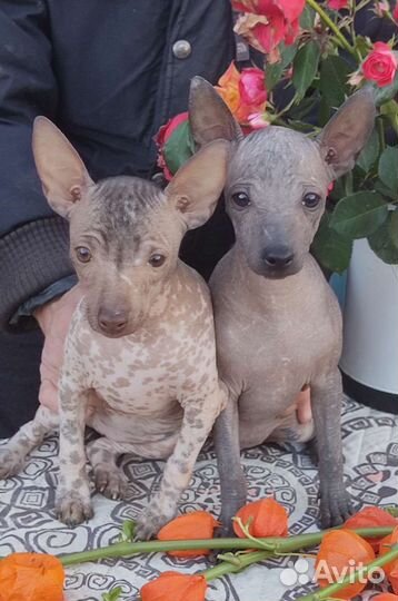 Ксолоитцкуинтли мини, девочки