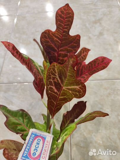 Кодиеум кротон