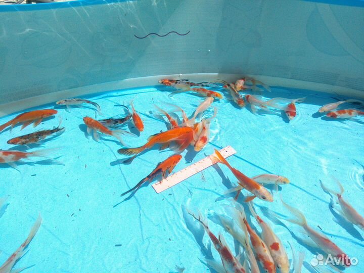 Золотые рыбки кометы вуалевы