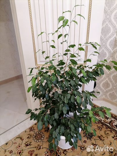 Фикус бенджамина