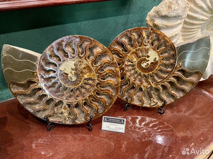 Спилы аммонитов