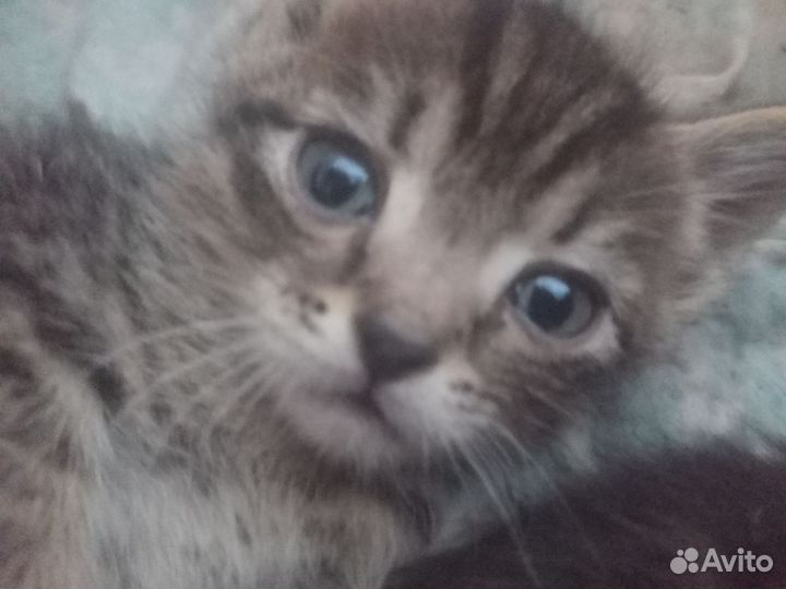 Котята в добрые руки мальчики