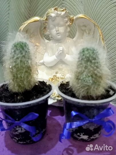 Кактус мимилярия