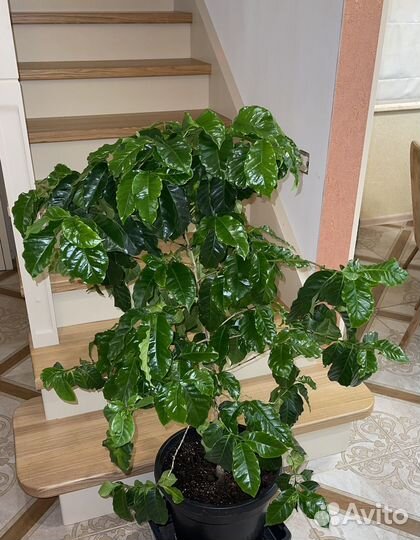 Кофе Арабика растение