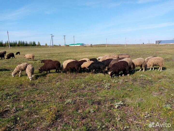 Овцы бараны