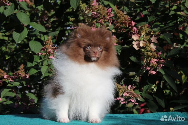 Мальчик шпица