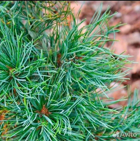 Сосна (schoon's bonsai) шунс бонсай с 5л