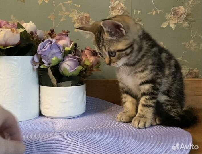 Британский котенок мраморного окраса