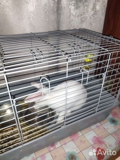 Декоративные кролик