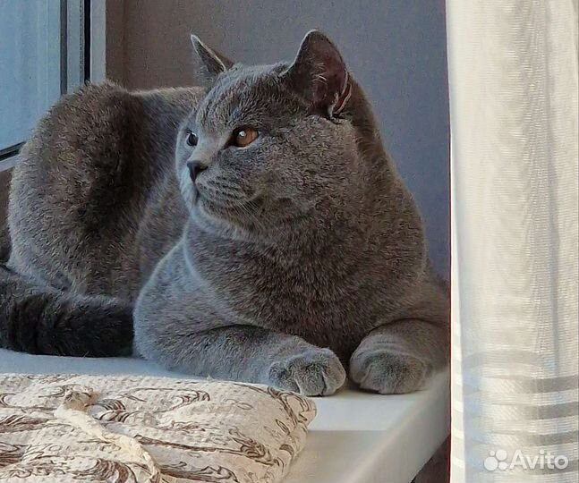 Шотландский кот на вязку