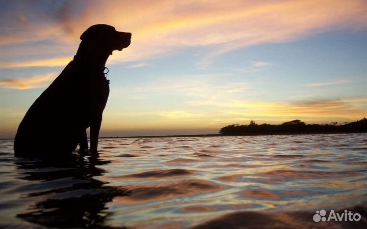 Эвтаназия/Усыпление животных