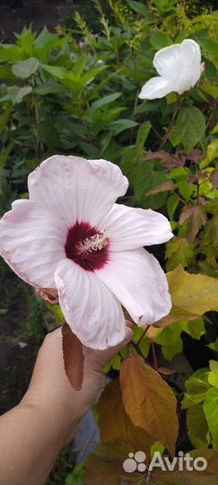 Сортовые гибискусы