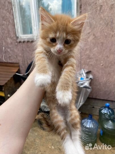 Котенок