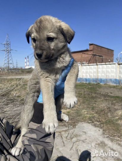 Щенок