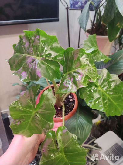 Алоказии разных сортов