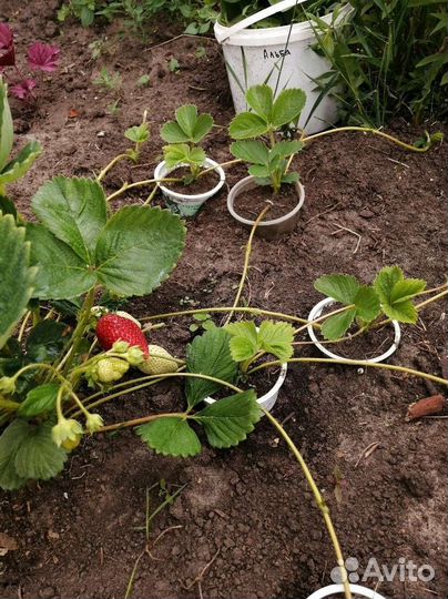 Рассада клубники Альба