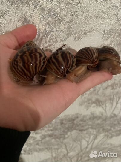 Улитка ахатина иммакулята пантера