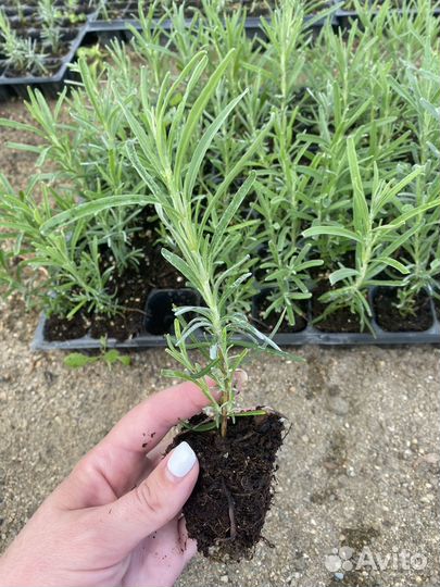 Лаванда рассада
