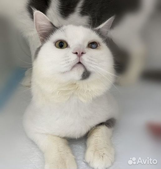 Обаятельный крупный молоденький котик