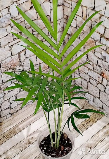 Пальма хамедорея