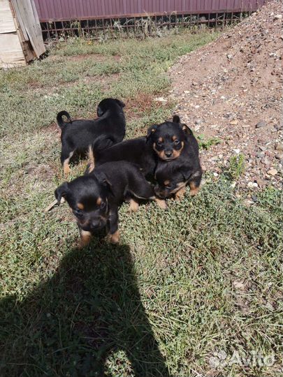 Щенки ротвейлера бесплатно