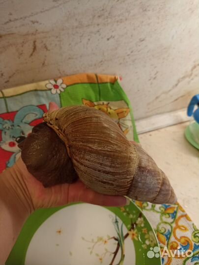 Улитка ахитин Бесплатно