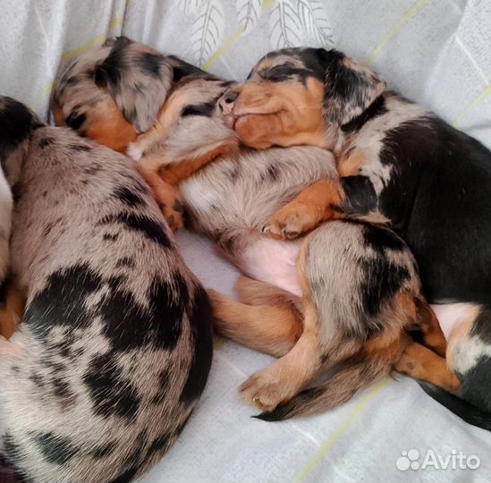 Щенки таксы