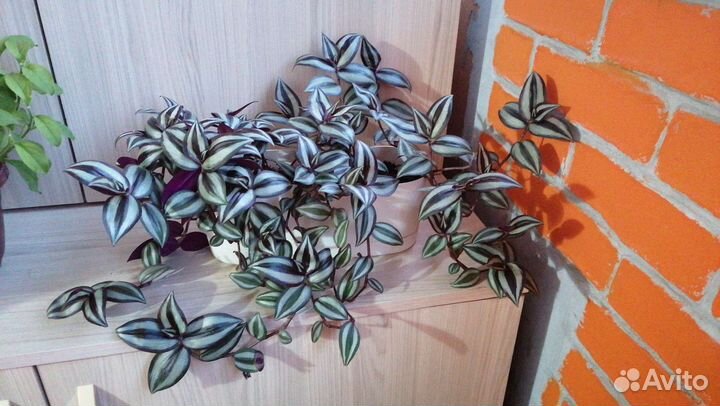 Традесканция зебрина