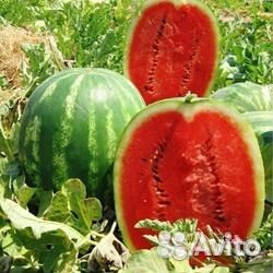 Семена арбуза Топ Мара