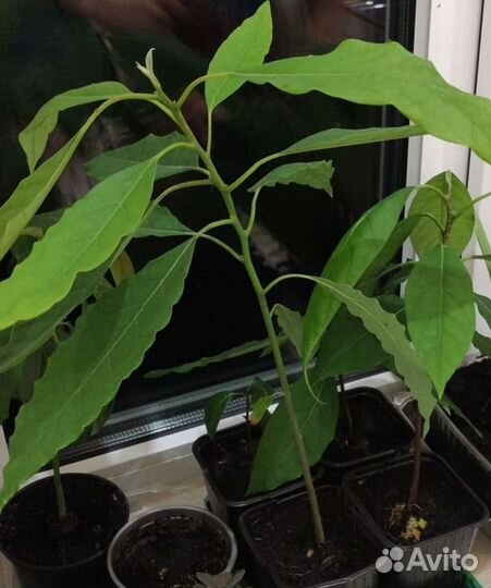 Дерево авокадо