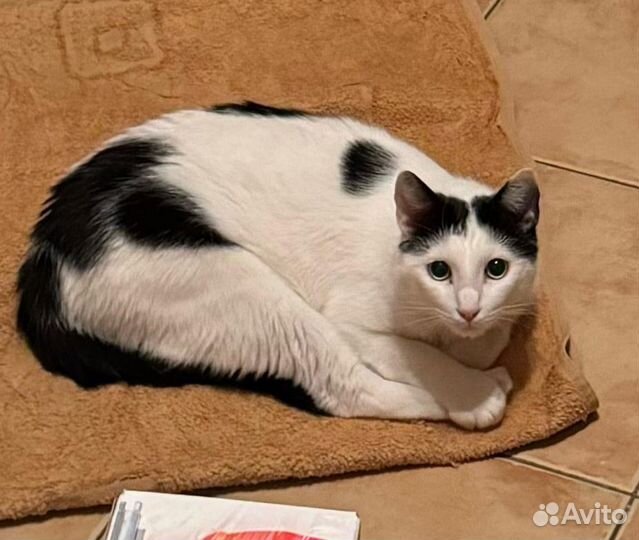 Кота Чука возвращают в приют, он не выдержит этого