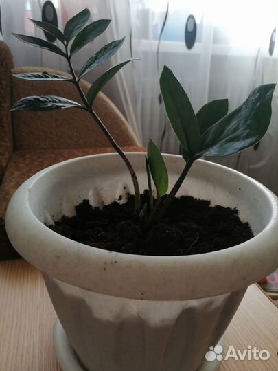 Замиокулькас