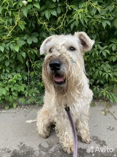 Кинолог. Воспитание, корректировка поведения