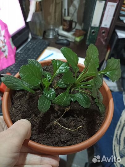 Растение для сада. Живучка