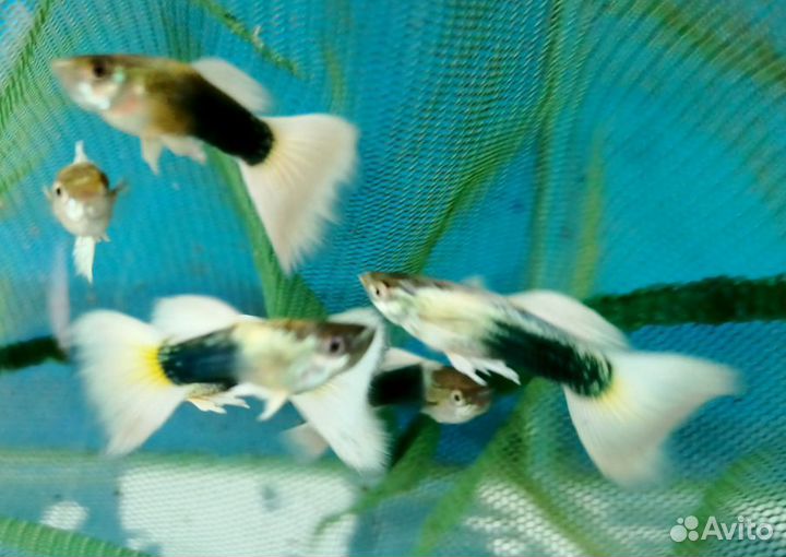 Канадские гуппи, чистая линия