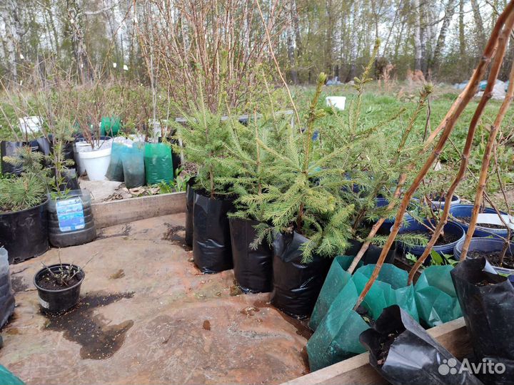 Ель зелёная сибирская